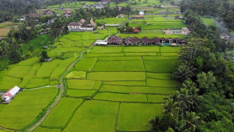 Exuberantes-Y-Verdes-Terrazas-De-Arroz-Indonesias-Con-Cabañas-Balinesas-Tradicionales,-Tomas-En-órbita-De-Drones,-Imágenes-Aéreas