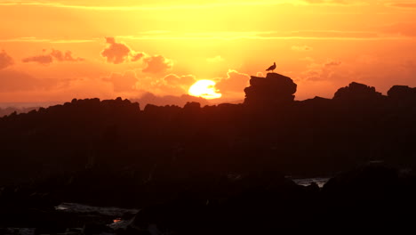 Silhouette-Einer-Möwe,-Die-Auf-Felsen-Sitzt,-Mit-Brechenden-Wellen,-Feuer-Am-Sonnenuntergangshimmel