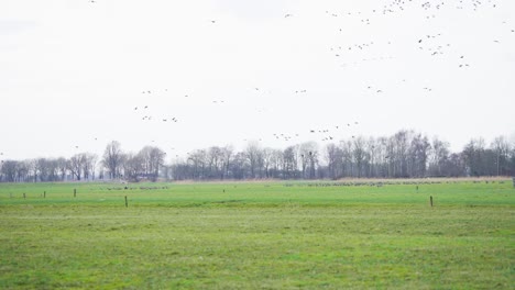Flock-of-birds-flying-above-countryside-green-field-on-gray-autumn-day