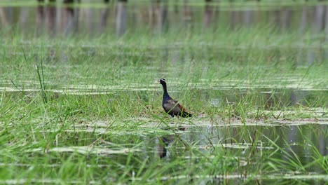 Facing-to-the-left-while-the-camera-zooms-in-as-seen-with-its-reflection-on-the-water-with-green-grass,-Bronze-winged-Jacana-Metopidius-indicus,-Thailand