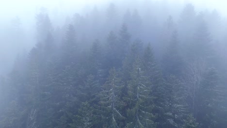 Vuelo-Aéreo-Sobre-La-Vista-Sobre-árboles-Altos-Mágicos-En-Una-Espesa-Niebla-En-Un-Bosque-De-Montaña