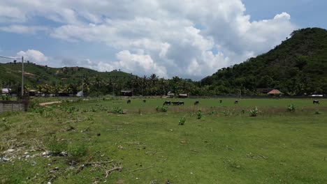 Tierras-Agrícolas-De-Indonesia-Con-Búfalos-En-Libertad