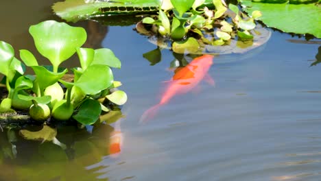 Large-goldfish-on-surface-of-water-swimming-around-green-plants-in-garden-pond