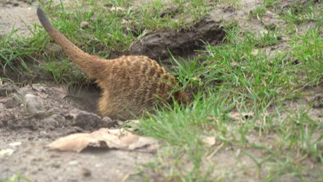 Meerkat-Sniffing-and-Searching-for-Food-Around-its-Burrow,-Tele-Closeup