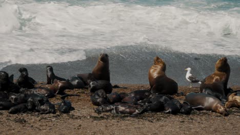 Colonia-De-Lobos-Marinos-Sudamericanos-En-La-Costa-Con-Olas-Rompientes-En-Península-Valdés,-Argentina