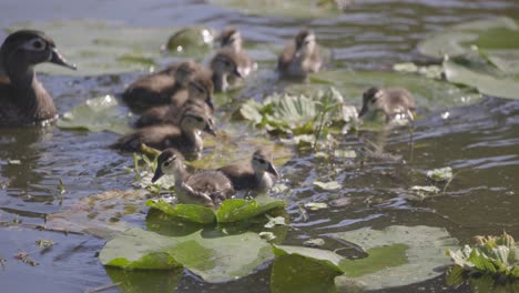 Baby-Wood-ducks-jumping-on-lily-pads-and-foraging-vegetation