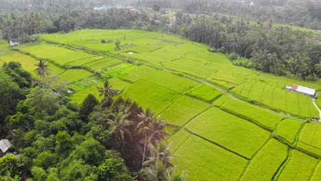 lush-green-rice-fields-in-Ubud,-Bali