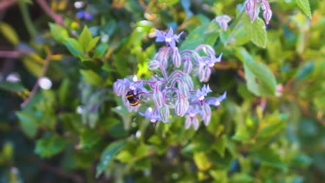 Vibrant-slow-motion,-wide-shot-of-a-bee-delicately-extracting-nectar-from-a-vibrant-purple-flower