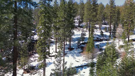 Aerial-view-of-tall-pine-trees-in-Lake-Tahoe,-California-wilderness