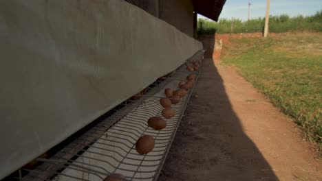 Produktion-Von-Braunen-Eiern-Aus-Freilandhaltung---Eier,-Die-Nach-Der-Produktion-In-Einem-Hühnerstall-Verstreut-Werden---Brasilien