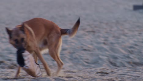 Mordiendo-Y-Desgarrando-Perro-Pastor-Animal-En-La-Playa,-Estilo-Cinematográfico-En-Cámara-Lenta