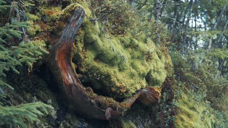 Moss-covered-roots,-pine-trees,-and-decaying-tree-trunks-in-the-enchanted-northern-forest