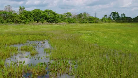 Vibrantes-Humedales-En-Arauca,-Colombia-Con-Aves-Y-Exuberante-Vegetación,-Bajo-Un-Cielo-Despejado