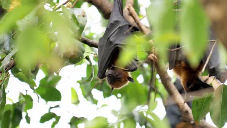 Lyle's-Flying-Fox,-Pteropus-lylei,-a-part-of-a-colony-roosting-on-a-tree-while-one-in-the-middle-raised-its-body-up-to-groom-itself-and-repositioned-during-a-summer-afternoon