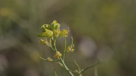 Un-Primer-Plano-Portátil-De-Una-Planta-Amarilla-En-Una-Tierra-Agrícola-Meciéndose-Con-El-Viento-Durante-El-Día