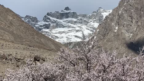 Kirschblütenbaum-In-Skardu-Mit-Neigung-Nach-Oben,-Um-Den-Schneebedeckten-Berg-Im-Hintergrund-Zu-Offenbaren