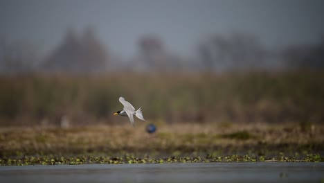 The-River-Tern-Flying-after-Dive