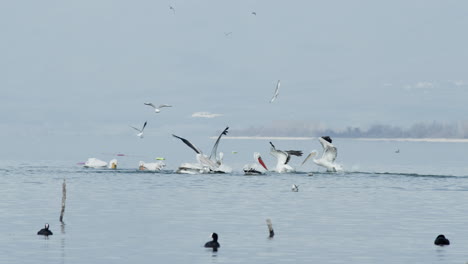 Krauskopfpelikane-Breiten-Ihre-Flügel-Aus-Und-Tauchen-Ab,-Um-Fische-Zu-Jagen,-See-Kerkini