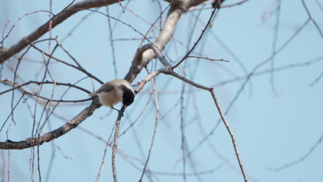 Marsh-tit-bird--pecking-twig