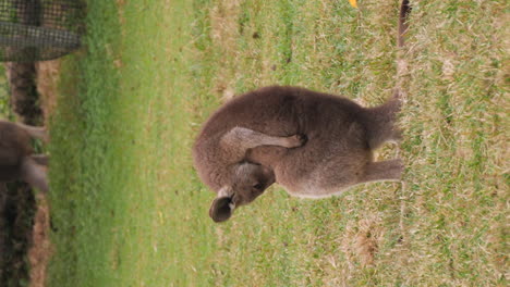 Red-Kangaroo-scratching-self-in-enclosed-pasture-in-Australia,-vertical-video
