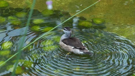 Female-cotton-pygmy-goose,-nettapus-coromandelianus-paddling-on-the-rippling-water,-wagging-its-tail,-close-up-shot