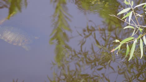 Tortugas-De-Agua-Dulce-Nadando-Bajo-La-Superficie-Del-Agua-En-Un-Estanque-En-Florida