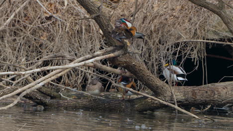 Male-and-female-mandarin-ducks-preen-feathers-resting-on-fallen-into-water-tree-at-Seoul-Grand-Park,-South-Korea
