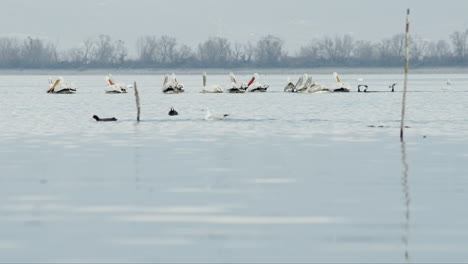 Group-of-Dalmatian-Pelicans-swim-slow-motion-lake-kerkini-Greece