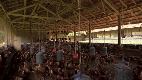 Imagen-Estabilizada-De-Un-Gallinero-Con-Felices-Gallinas-Marrones-Camperas,-Donde-Se-Producen-Huevos-En-Una-Granja-De-Brasil.