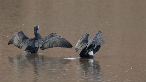 Two-Great-Cormorants-Drying-Wings-And-Preen-Feathers,-Seoul,-South-Korea