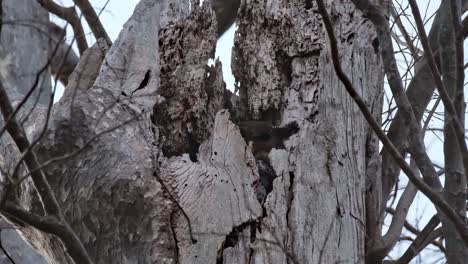 Visto-En-La-Madriguera-Escondido-Y-Luego-Gira-La-Cabeza-Para-Revelar-Su-Pico-Y-Un-Ojo,-Búho-Real-De-Vientre-Manchado-Ketupa-Nipalensis,-Tailandia