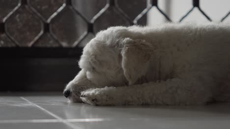 Closeup-shot-of-a-toy-poodle-white-dog-sleeping-at-mosaic-floor-cute-animal-calm-and-tender,-lifestyle-inside-home