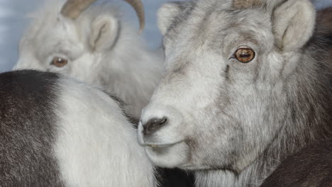 Nahaufnahme-Des-Kopfes-Eines-Weiblichen-Dall-Schafes