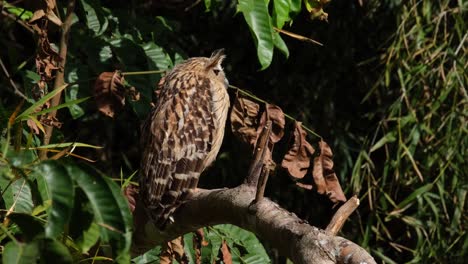 Von-Der-Seite-Gesehen,-Die-Nach-Rechts-Zeigt,-Dreht-Er-Dann-Seinen-Kopf-In-Richtung-Der-Tiefen-Des-Dschungels,-Buffy-Fish-Owl-Ketupa-Ketupu,-Thailand