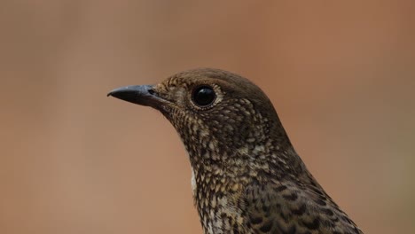 Facing-to-the-left-with-reflection-in-its-eye-as-the-camera-zooming-out-and-sliding,-White-throated-Rock-Thrush-Monticola-gularis-Female,-Thailand