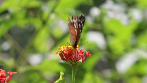 Mariposa-Real-Posando-Sobre-Una-Flor-Tomando-Néctar