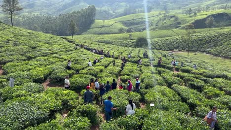 pov-shot-many-people-are-looking-at-tea-plantation-health-is-showing-a-lot-of-tea-plantation-and-there-are-also-many-big-trees-around