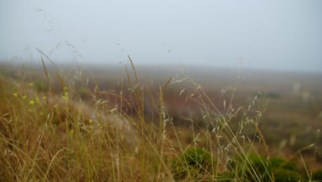 Gentle-wind-blows-across-misty-weeds-with-yellow-wildflowers-blurred-in-background
