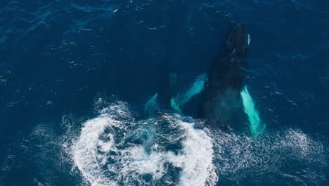 Humpback-whale-calf-plays-swimming-alongside-parent-breaching-surface-with-epic-splash-to-dive-deep