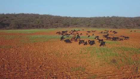 Toma-Aérea-De-Un-Rebaño-De-Cabras-Pastando-En-Un-Campo-Agrícola-Vacío-En-La-India