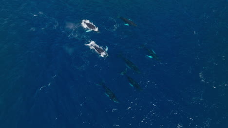 Aerial-overview-of-humpback-whale-family-breaching-surface-of-water-blowholes-mist-rise-and-dive-into-ocean