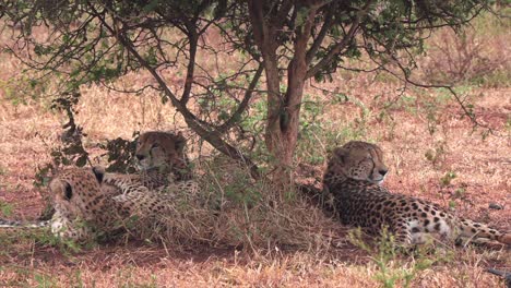 Tres-Hermanos-Guepardos-Descansando-Juntos-Bajo-Un-Pequeño-árbol-En-Un-Día-Lluvioso-En-El-Parque-Nacional-Kruger,-Sudáfrica