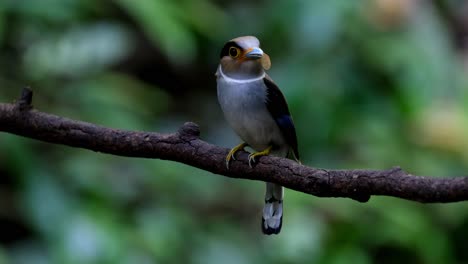 A-female-with-food-in-the-mouth-of-an-insect-with-wide-wings,-looking-around-as-the-camera-zooms-out,-Silver-breasted-Broadbill-Serilophus-lunatus,-Thailand