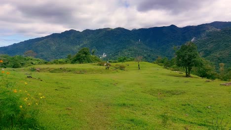 Dreamy-cinematic-scene-of-green-grassy-hill-with-cattle-grazing-at-the-distance-and-mountain-ranges-on-the-background-showing-peaceful-life-in-the-countryside