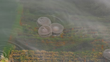 Medusas-Moviéndose-Lentamente-Sobre-La-Superficie-Del-Mar-Cerca-De-La-Costa-De-Dubai,-Emiratos-árabes-Unidos