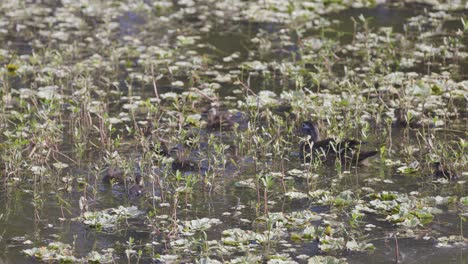 Newborn-Flock-of-Wood-ducks-swimming-through-vegetation-in-wetland-waterway
