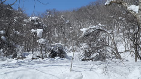 Bare-trees-covered-in-snow,-Daegwallyeong-Sky-Ranch,-Korea,-dolly-shot