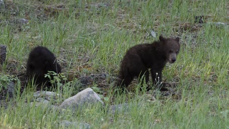 Se-Ve-A-Dos-Jóvenes-Cachorros-De-Oso-Grizzly-Retozando-En-Una-Exuberante-Pradera-Cubierta-De-Hierba,-Sus-Travesuras-Juguetonas-Resaltadas-Por-La-Luz-Mortecina-Del-Atardecer.