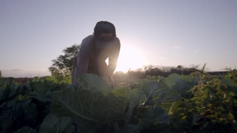 El-Sol-Se-Pone,-Hombre-Brasileño-Trabajando-Duro,-Tierras-De-Cultivo-Orgánicas.