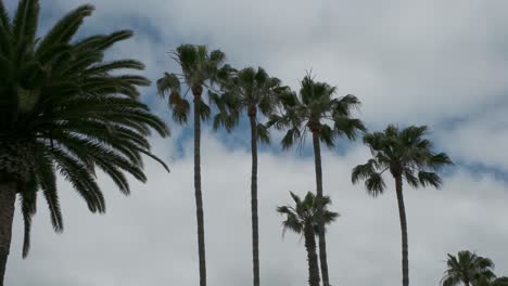 Palm-trees-blowing-in-the-wind-with-clouds-in-the-sky